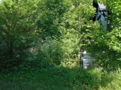 Advice from a Goat-Rental Professional Image